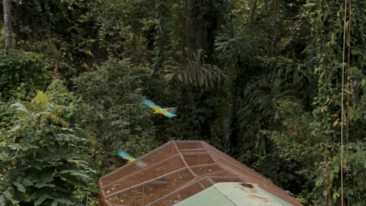 grandes guacamayos verdes volando en la selva a cámara lenta
