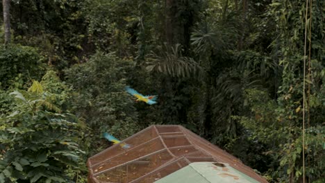 great green macaws flying off in the jungle in slow-motion