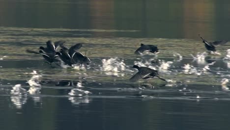 A-bunch-of-ducks-walking-on-the-water