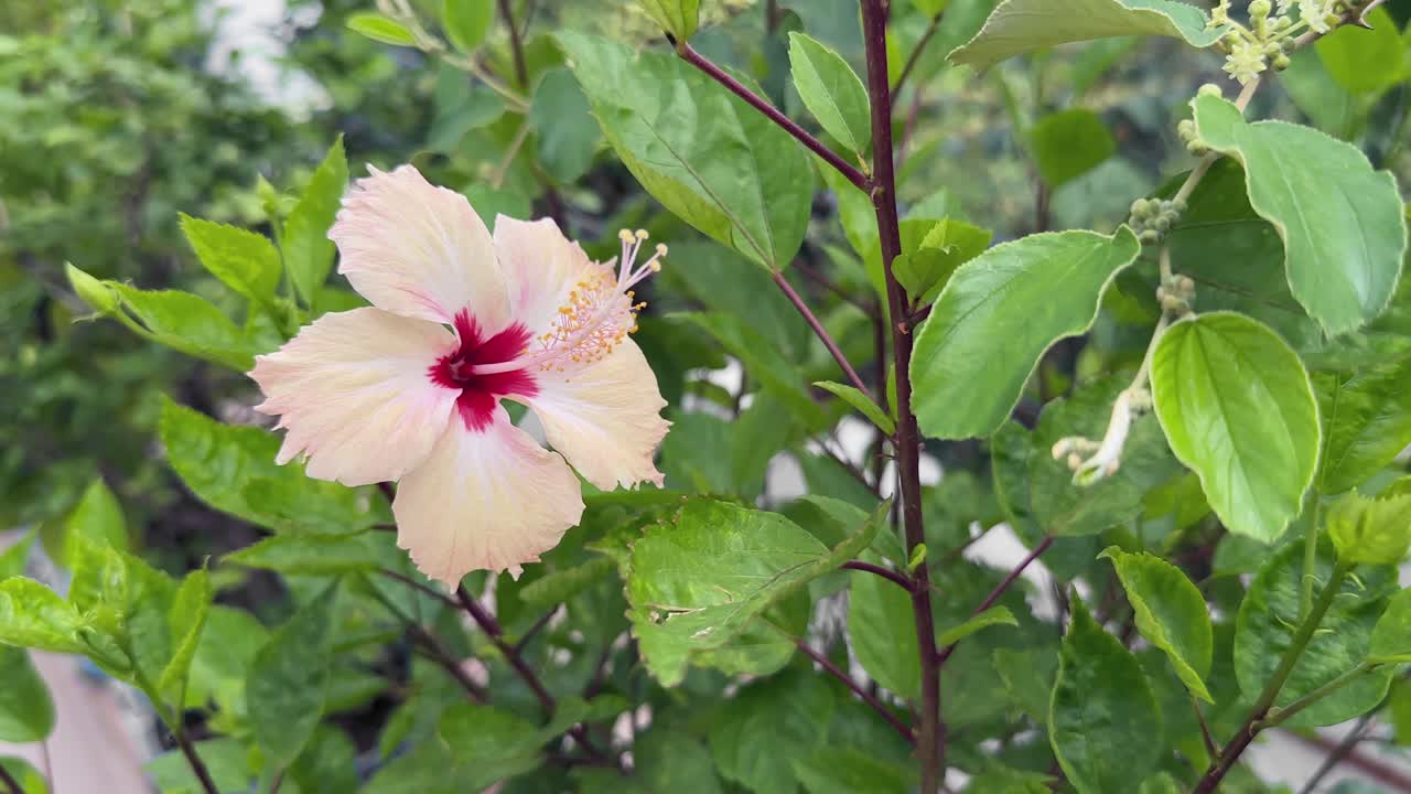 Closeup of a peach color or yellow hibiscus flower swaying gently