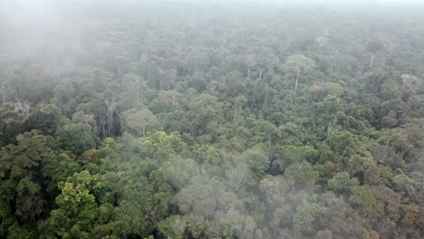 aerial view of amazon rainforest covered in fog