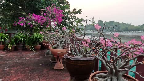 bougainvillea and other plants on riverside terrace