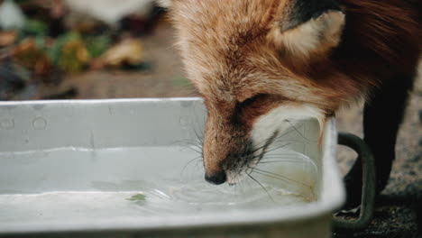 primer plano de ezo red fox bebiendo agua en zao fox village en shiroishi, japón