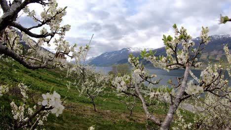 Timelapse inside blooming fruit tree with view of Sorfjorden fjord and moving traffic below. Spring day