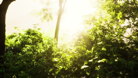 Sonnenstrahlen-Strömen-Durch-Bäume-Im-Nebligen-Wald