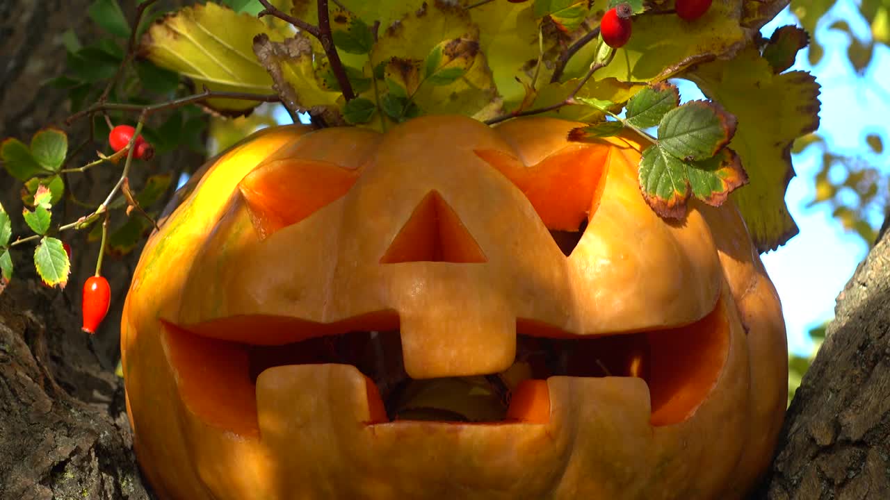 Calabaza de Halloween espeluznante. Fotografiada en un árbol en el bosque.