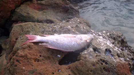 銀色の魚は釣り旅行の後沿岸の岩の上に