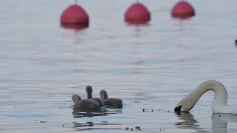 Familia-De-Cisnes