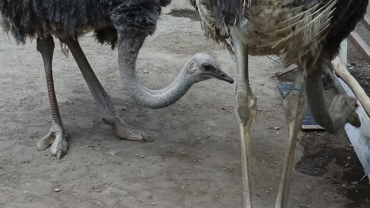 Struzzo in gabbia in un santuario degli animali, Indonesia