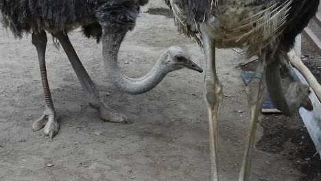 Ostrich-in-a-cage-at-an-animal-sanctuary,-Indonesia