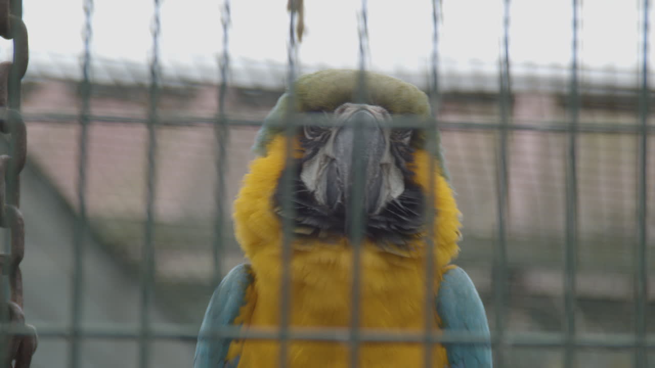 cerca de guacamayo azul y amarillo detrás de la valla en jaula de pájaros