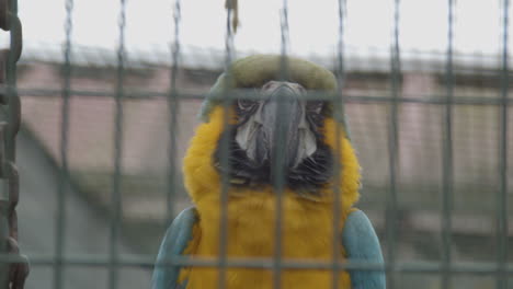 close up of blue-and-yellow macaw behind fence in bird cage