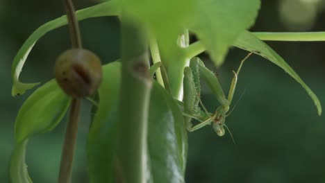 a female praying mantis and its brown round ootheca near it, an example of insect parental care