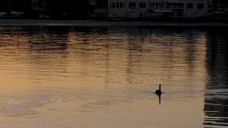 Schwan,-Der-Auf-Dem-Wasser-Schwimmt-Sonnenaufgang-St-Kilda-Pier-Seevögel-Schwimmen-Sonnenaufgang-In-Der-Nähe-Des-Piers-Sunrise-Habour