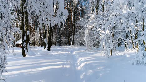 Snowy-branches-in-forest.-Winter-fairy-background