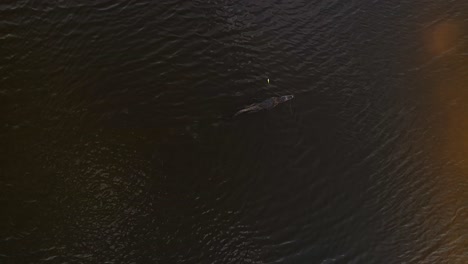 alligator swimming rotating descending aerial