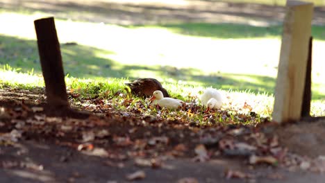 pato y patos bebés comiendo hierba