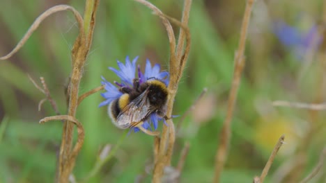 bumblebee gathers nectar and pollen on blue wildflower, macro close-up, natural daylight, shallow focus