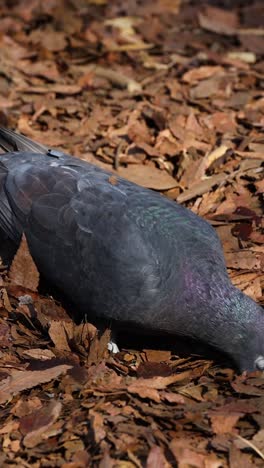 a pigeon pecks and walks through fallen leaves.