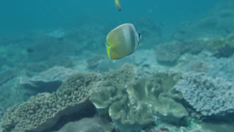 sunburst butterflyfish swims by corals on seafloor, underwater slomo