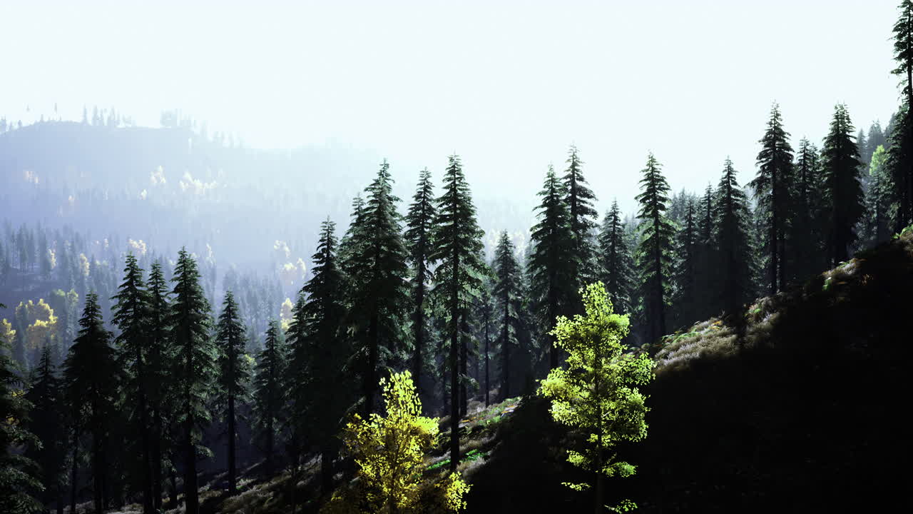 빛이 새벽에 나무를 통해 필터링하는 울창한 녹색 숲