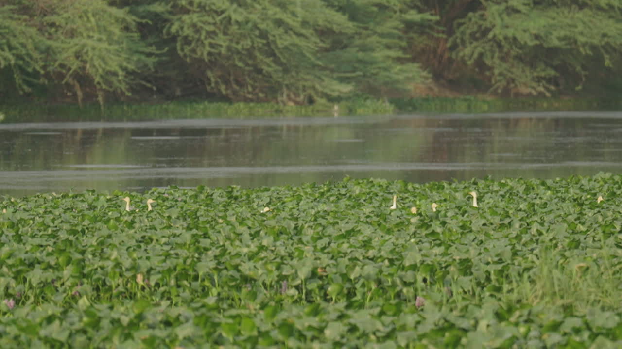 Birds on a River Bank
