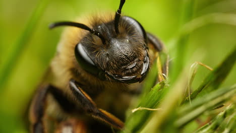 Frontale-Makroansicht-Der-Schokoladenbiene-Andrena-Scotica-Auf-Grünem-Laub