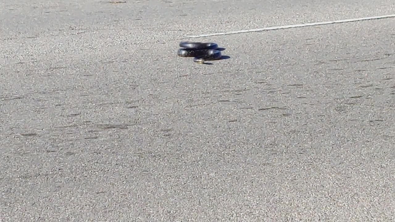 Dramatic footage of a snake crossing the road in traffic ready to strike a vehicle as it passes over the snake
