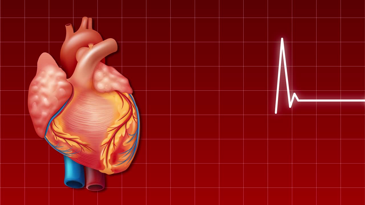 동기화 된 ecg 파동 형태와 함께 애니메이션 된 심장.