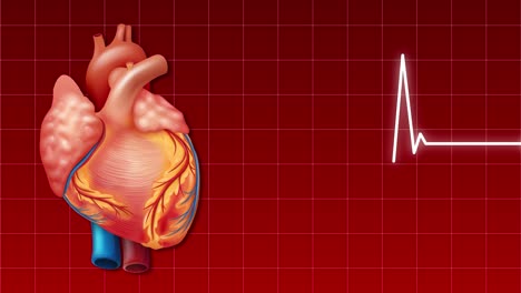 animated heart with synchronized ecg waveform.