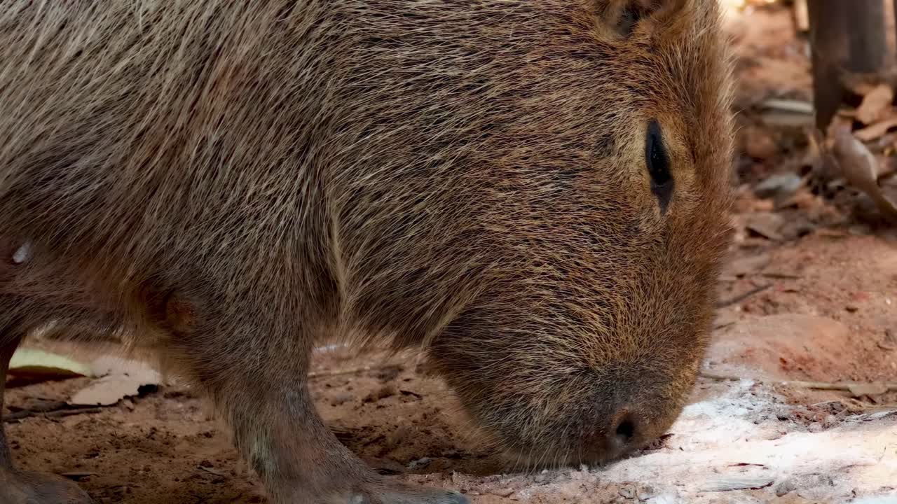 A capybara forages on the forest floor, focusing on its feeding behavior in a natural setting.