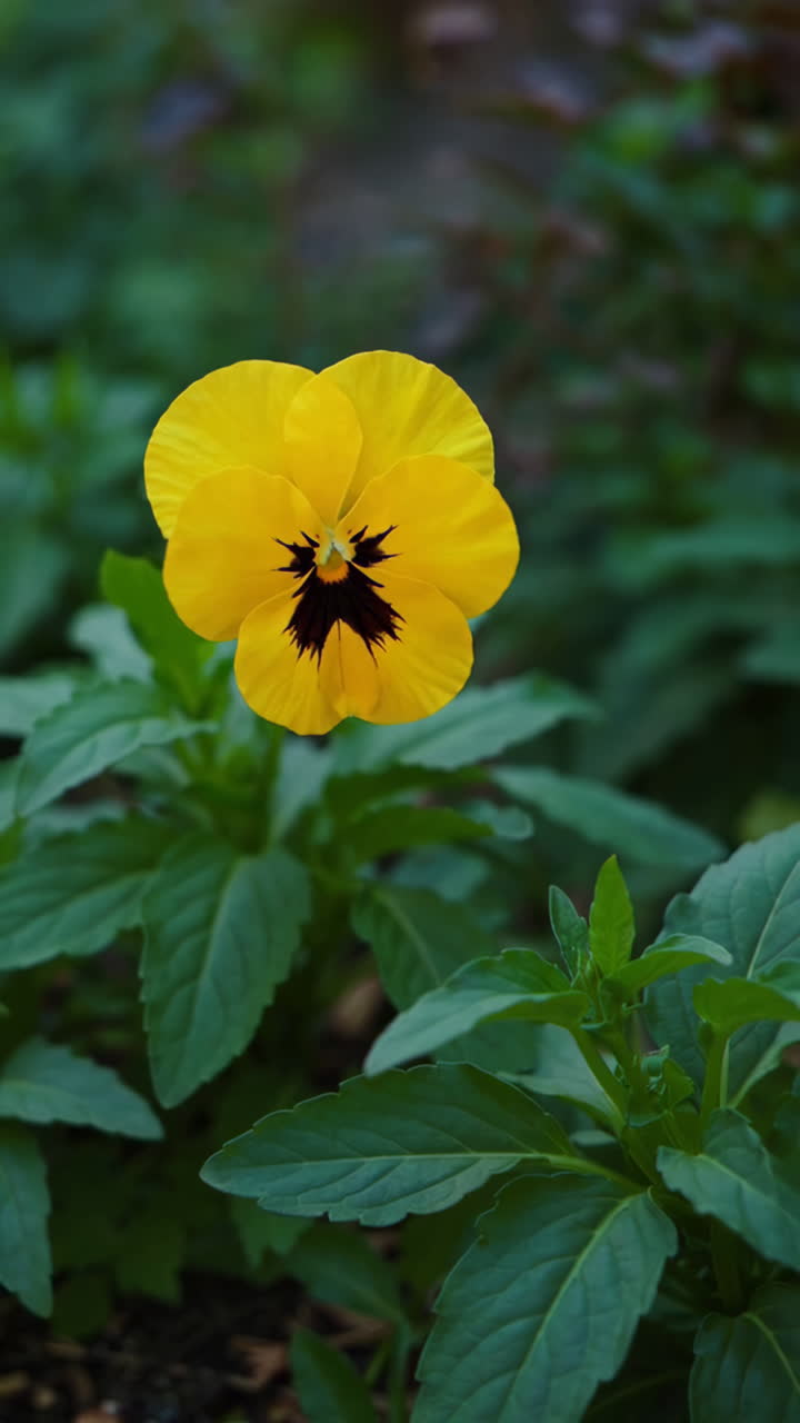 Close-up Bunga Pansy Kuning