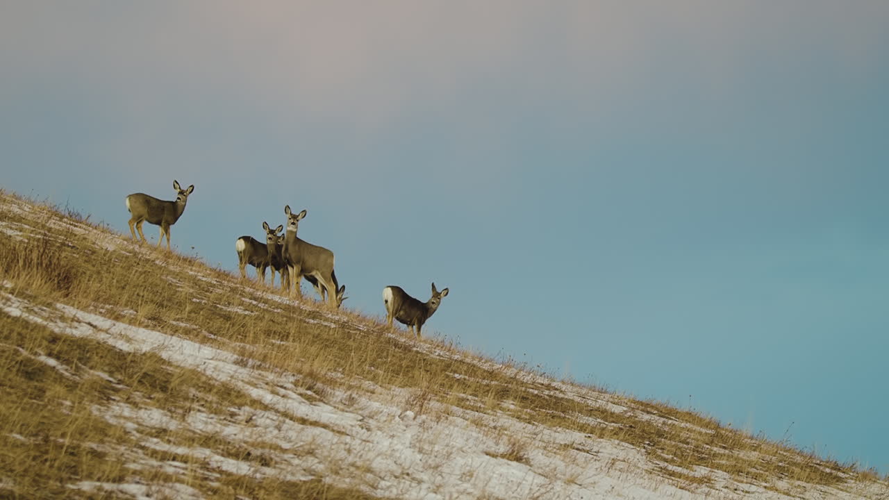 manada de ciervos mirando a lo lejos desde una colina de montaña en el parque nacional de los lagos waterton en alberta, canadá