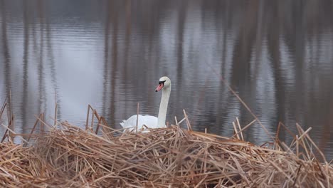 Ein-Schwan-In-Zeitlupe-Auf-Einem-Spiegelnden-Teich-Sorgt-Für-Eine-Epische-Aufnahme-Von-Glitzerndem-Wasser-Und-Wildtieren