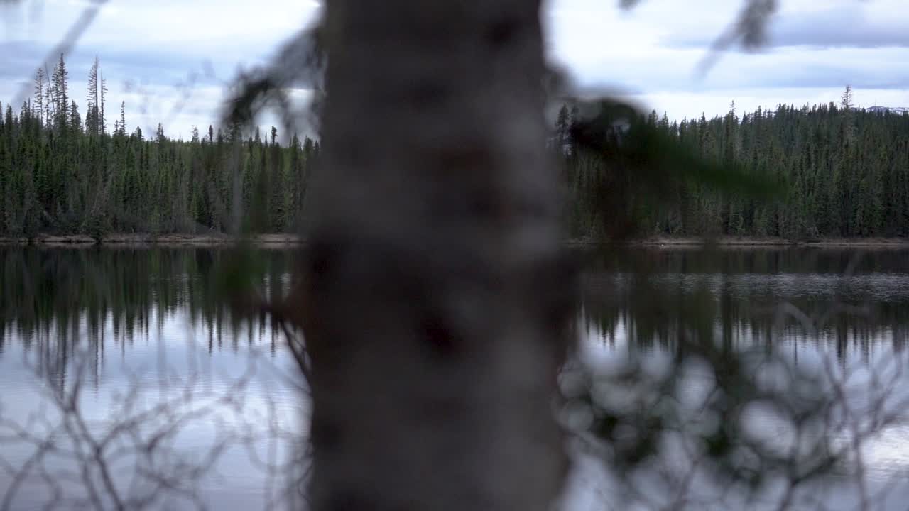 Slow pan through tree branches of a lake in the Banff National Park