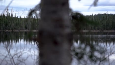 Slow-pan-through-tree-branches-of-a-lake-in-the-Banff-National-Park