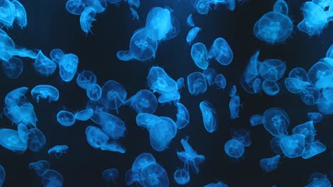 Beautiful-Jellyfishes