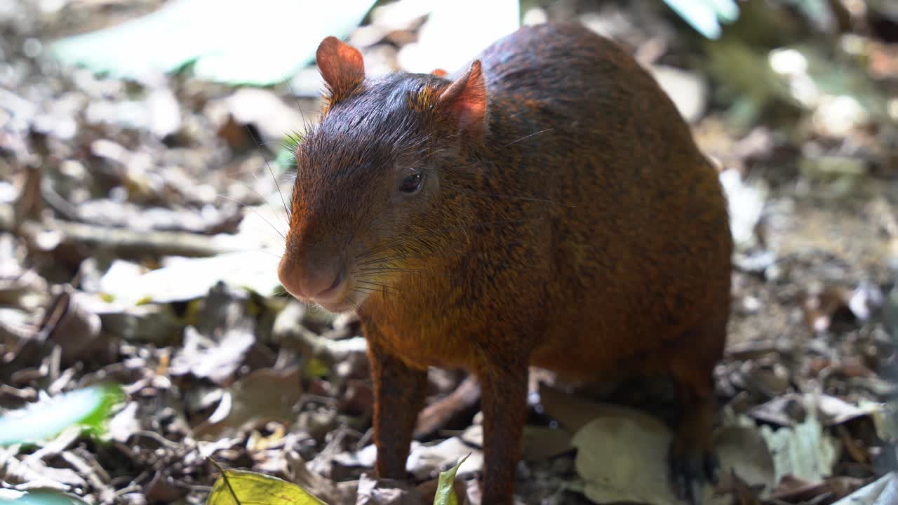 Zone out azara's agouti, dasyprocta azarae sitting on the forest ground, twitching and wiggling its ears to deter flying flies under the canopy of trees