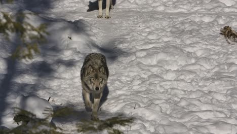 timber wolf walking down winter path past skeleton of prey