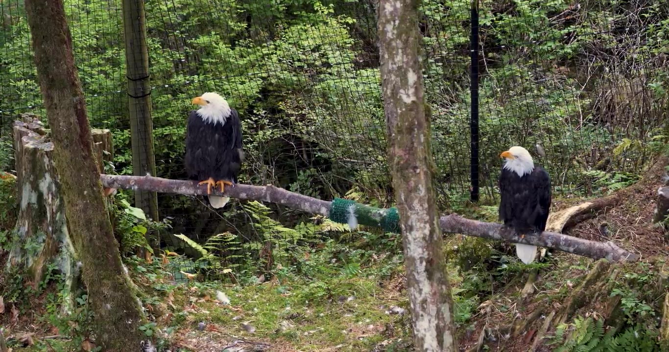 Two Adult Bald eagles in Sitka, Alaska.