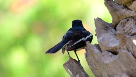 東方<unk> (eastern magpie-robin) 是泰國最常見的鳥類,可以在任何地方看到它.