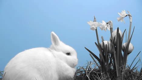 white bunny rabbit with easter eggs stuck in bunch of daffodils in black and white