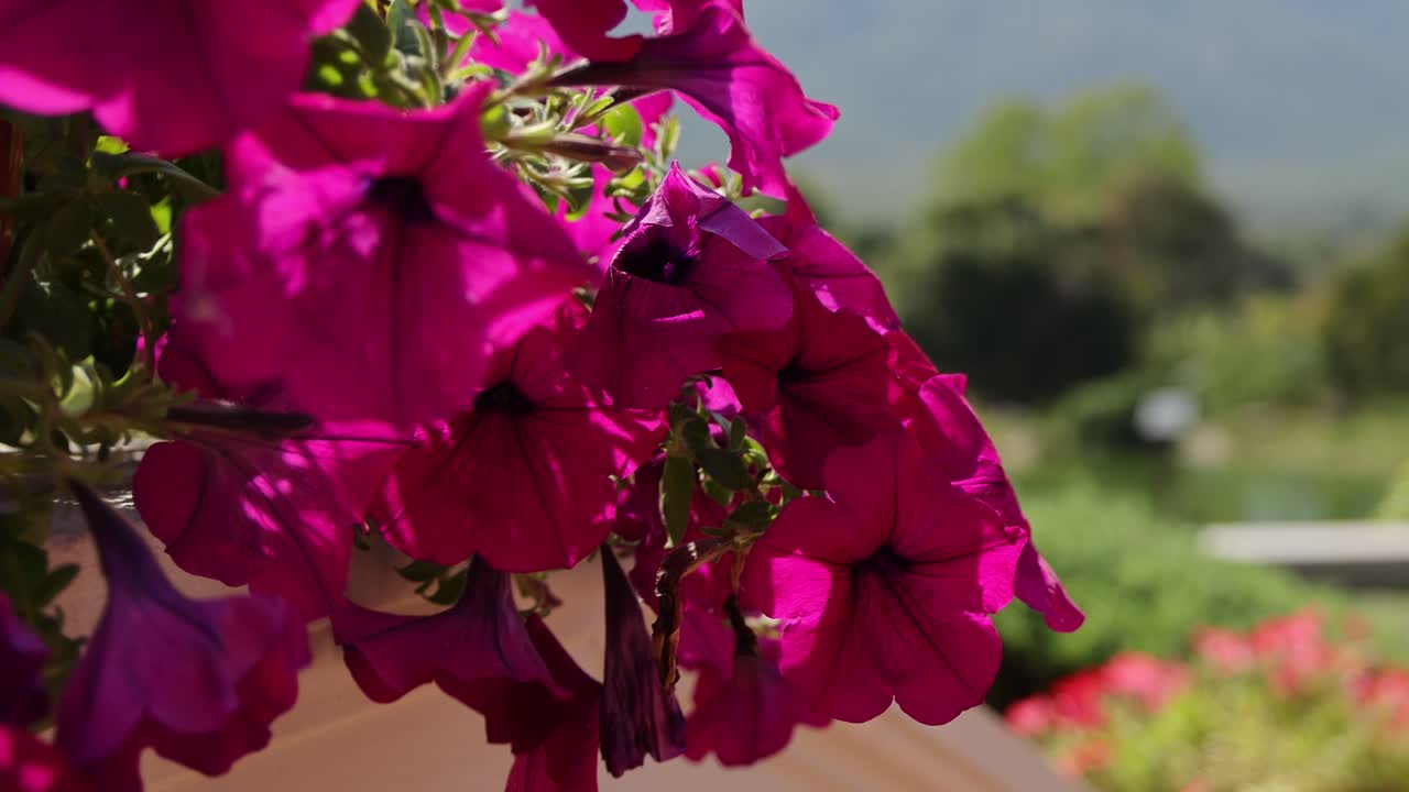산악 배경으로 밝은 분홍색 부겐빌라