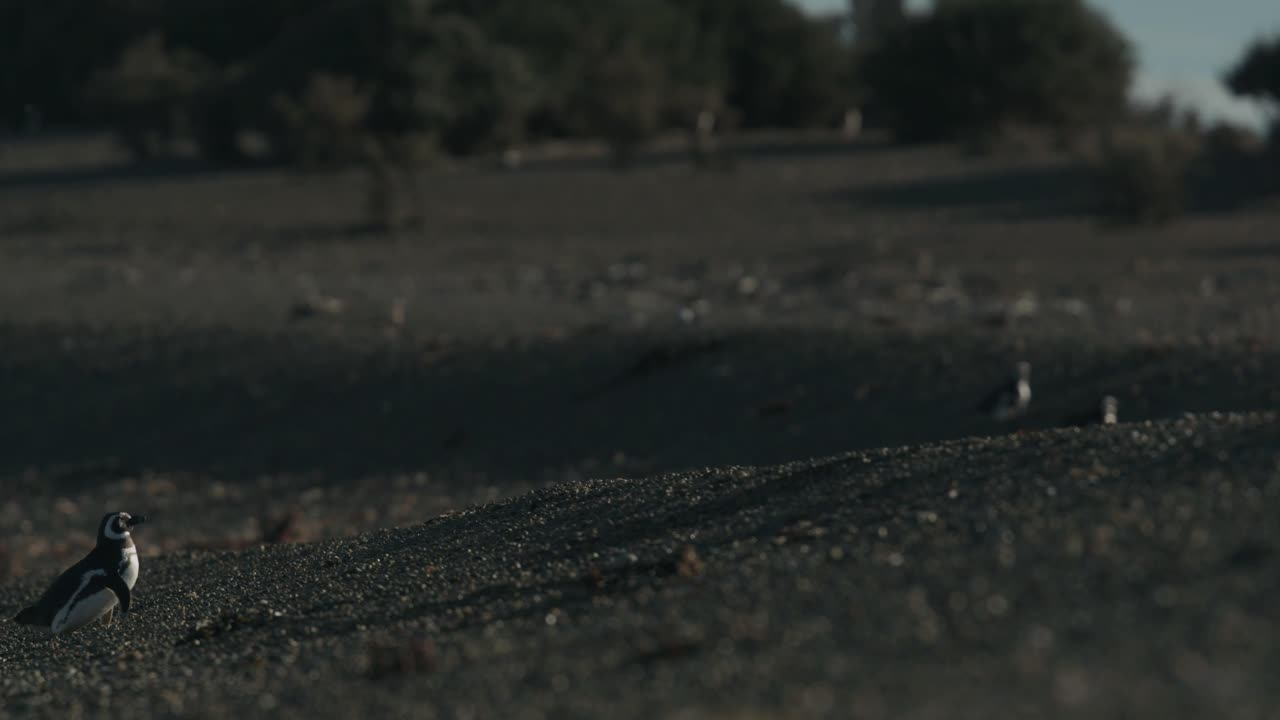 바위 해변을 걸어가는 펭귄은 포기하고 눕는다