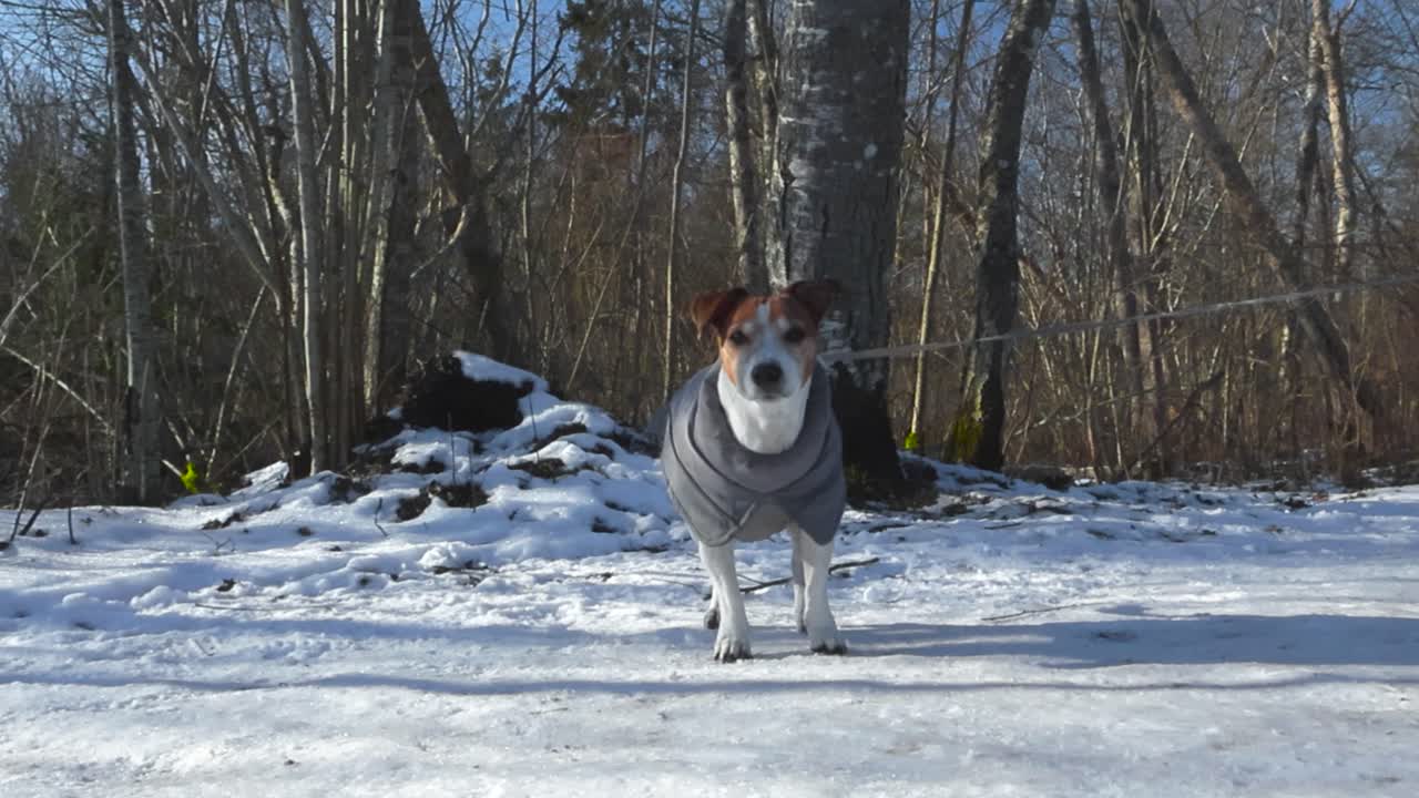Jack russell terrier on a leash standing on snowy pathway. Little cute dog calmly looking around and gaze on the camera at winter park. Small terrier is wearing winter coat clothing for walk outside