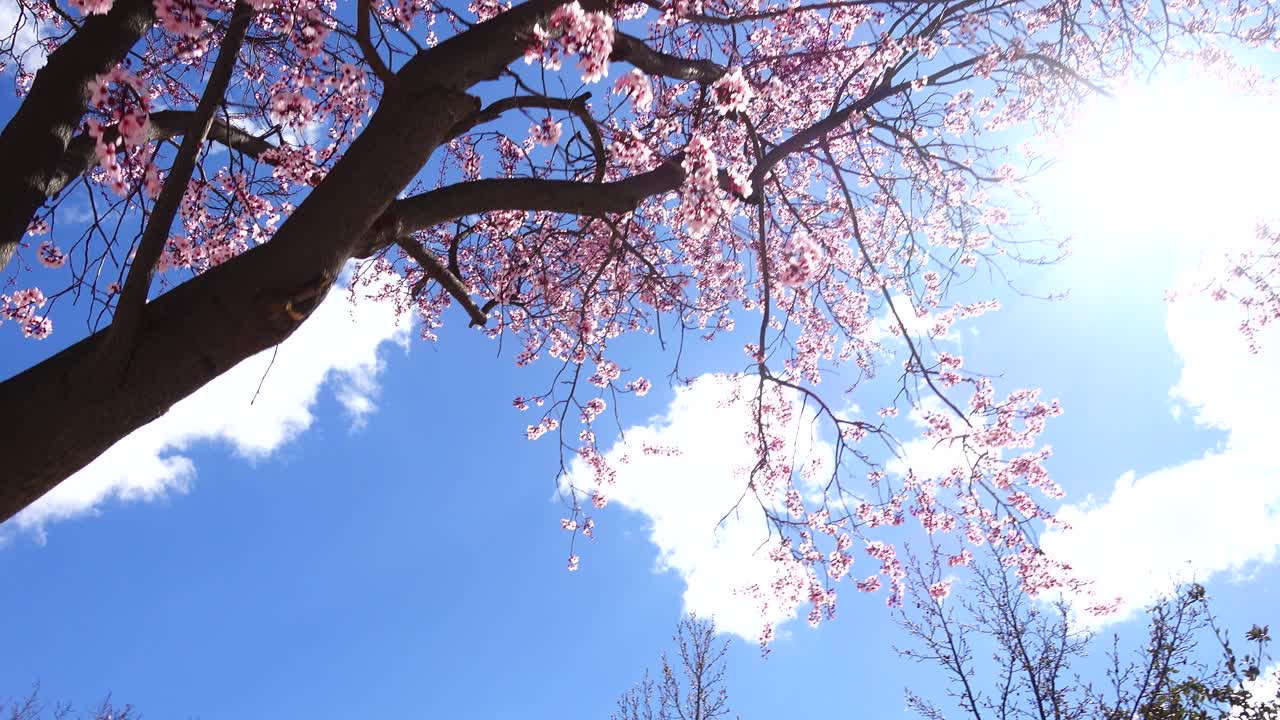 Il ciliegio orientale in fiore in primavera. Riprese in movimento