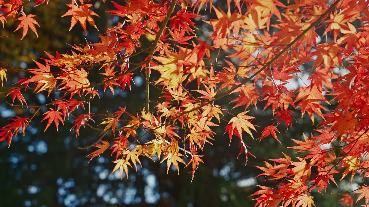 Lähikuva hentoisista japaninvaahteran oksista, joissa on eloisat oranssit ja punaiset lehdet. Pehmeä auringonvalo valaisee ne kauniisti tummaa ja sumeaa metsätaustaa vasten.