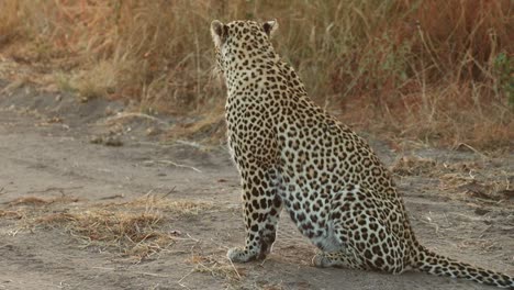 una toma amplia de una hembra de leopardo sentada en la carretera examinando su entorno