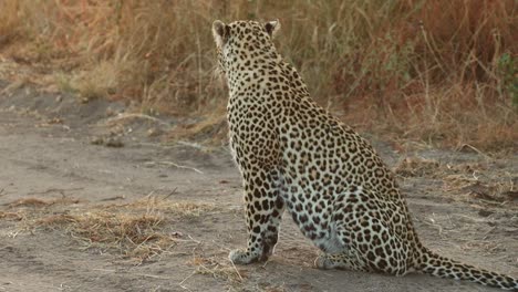 a wide shot of a female leopard sitting in the road scanning her surroundings