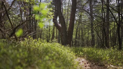 forest path with unique tree